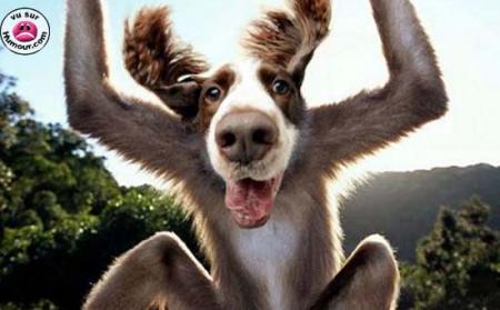 chien fou